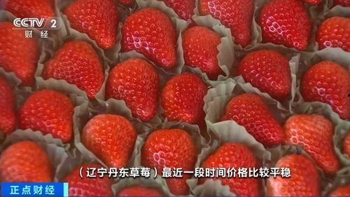 草莓国产在线视频